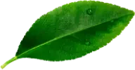 hoja-aguacate-1