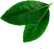 hoja-aguacate-2