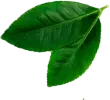 hoja-aguacate-2