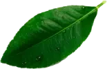 hoja-aguacate-3